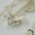 Hot Sell mini plastic skeletons